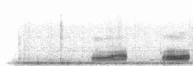 ツルハシガラス Ebird