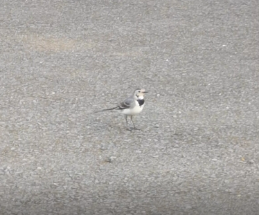 White Wagtail - André Rosa