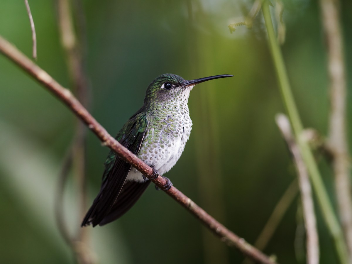 Many-spotted Hummingbird - ML275469431