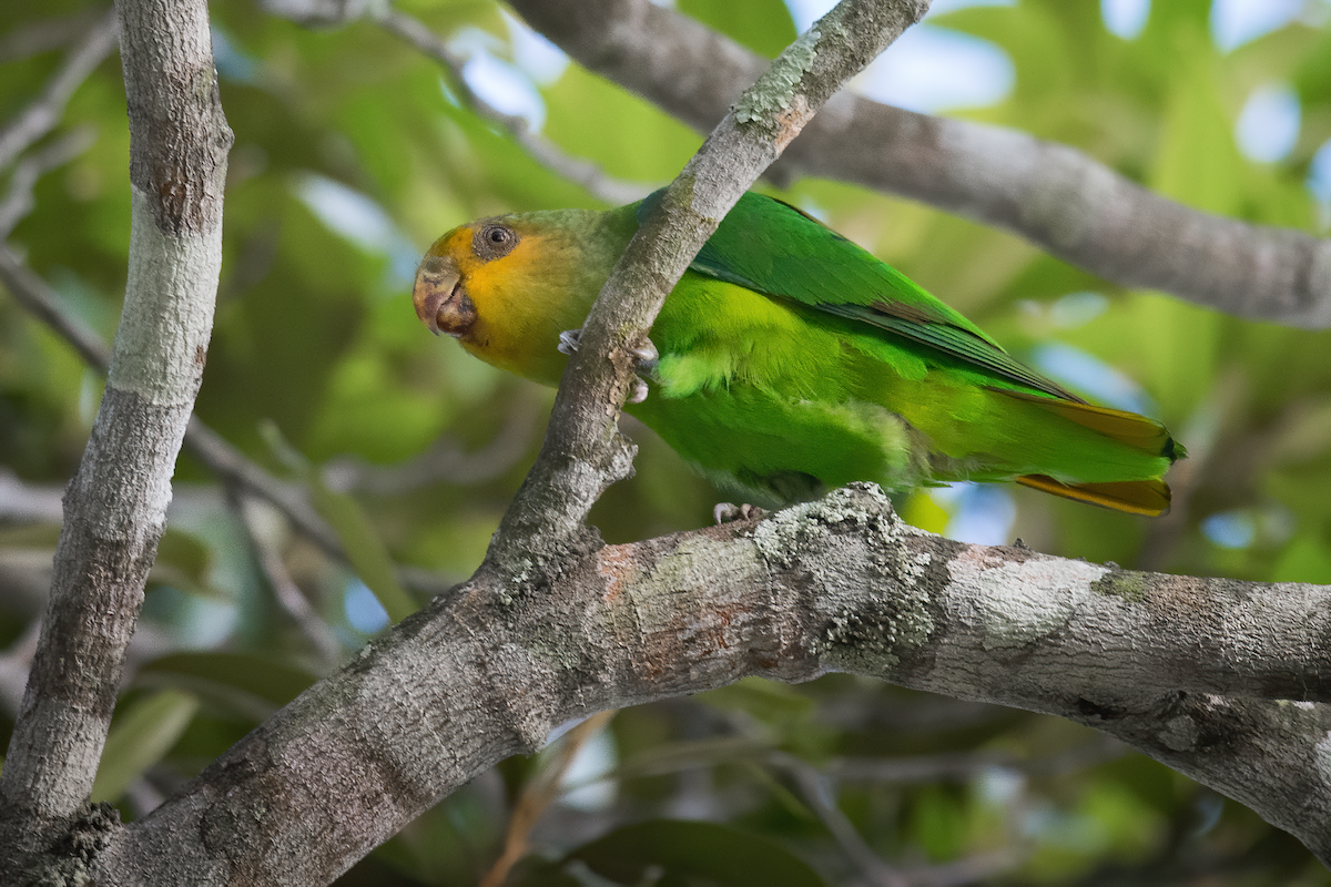 Golden-tailed Parrotlet - ML275470991