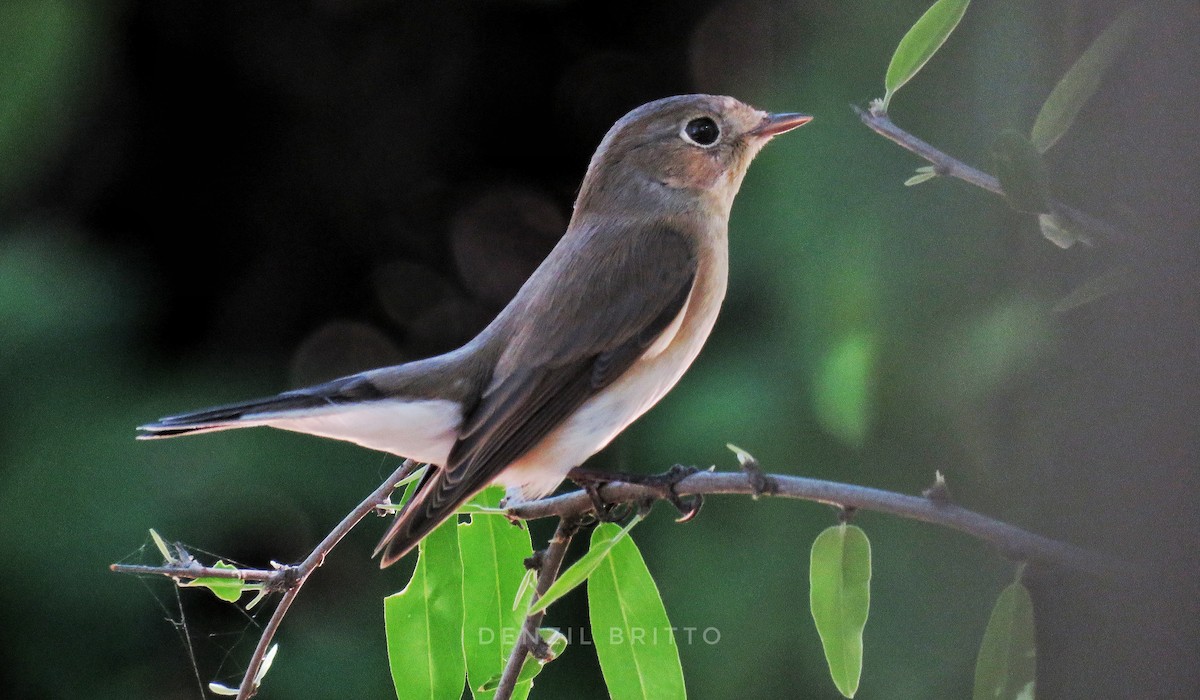 Red-breasted Flycatcher - ML275471301