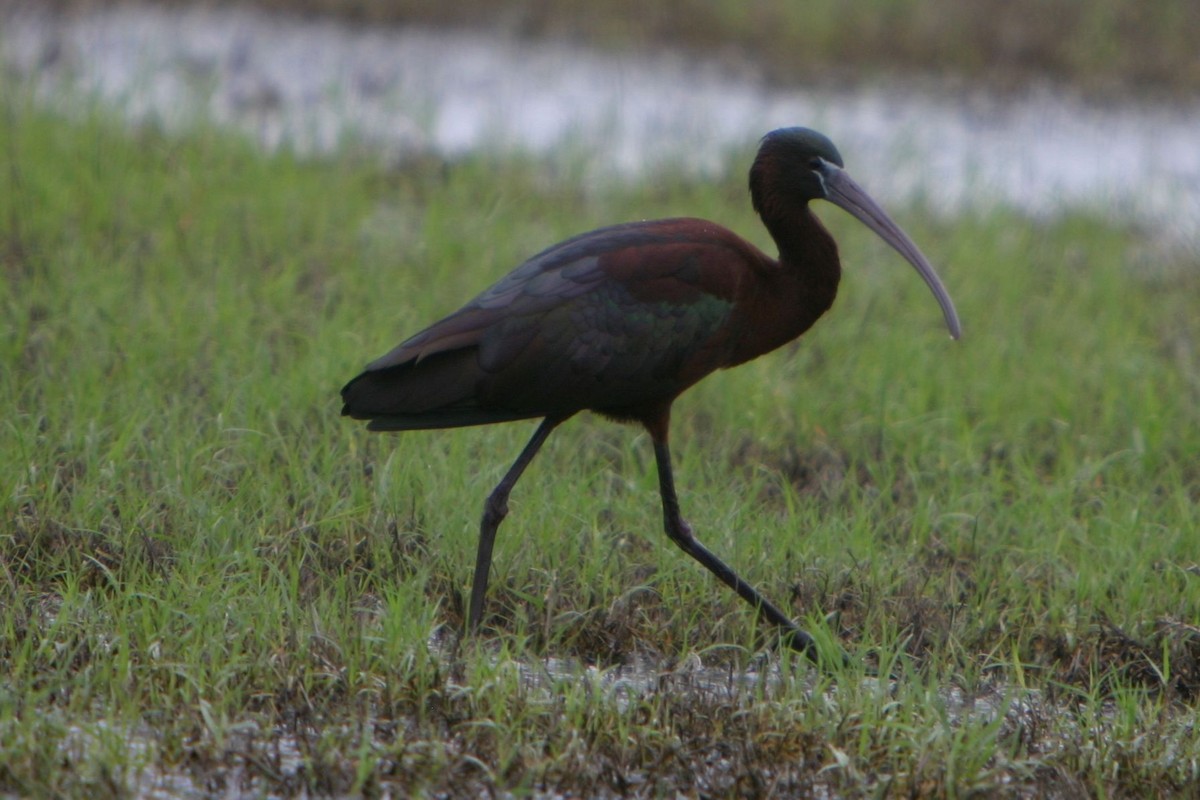 ibis hnědý - ML27547191