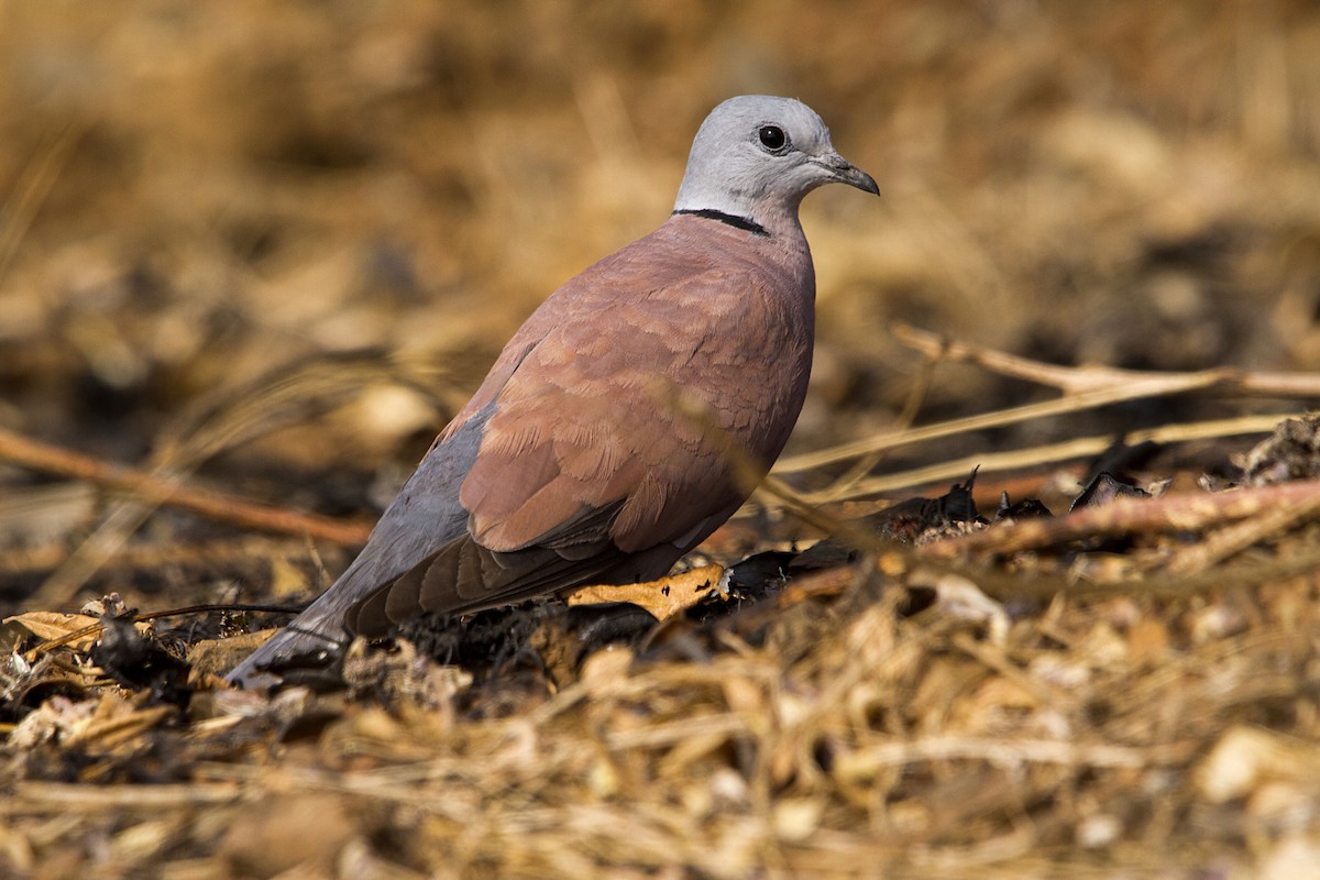 Red Collared-Dove - ML275473011
