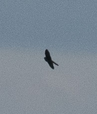 Falco sp. (halcón grande) - ML275473671