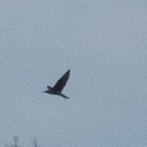 Falco sp. (large falcon sp.) - ML275473681