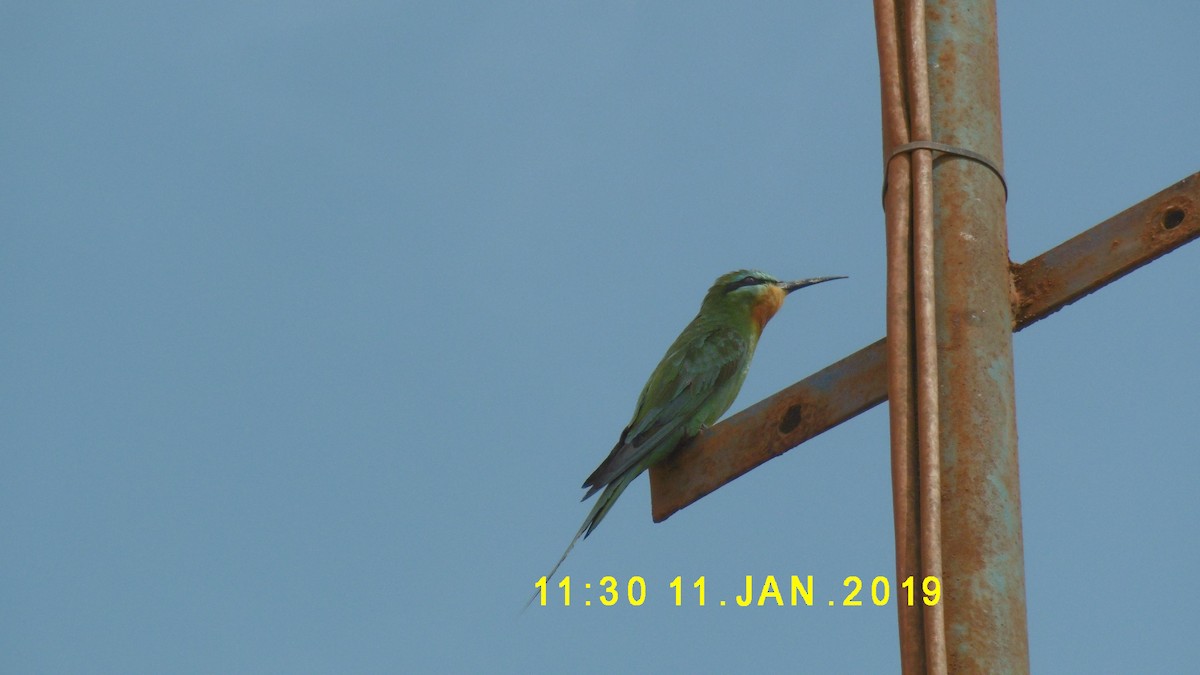Blue-cheeked Bee-eater - ML275474451