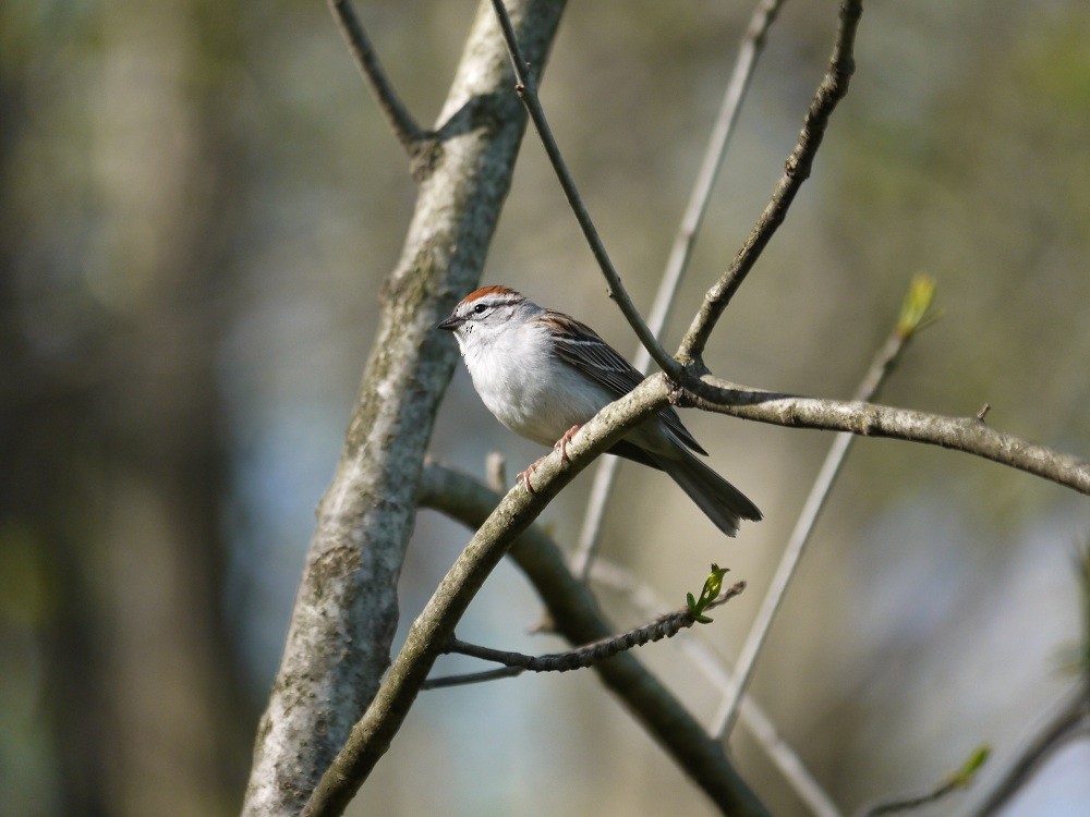 Chipping Sparrow - ML27547531