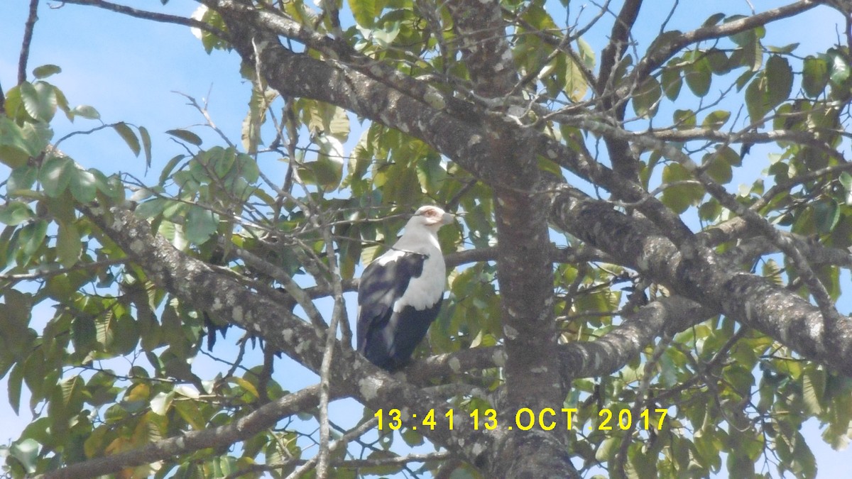 Palm-nut Vulture - ML275476831
