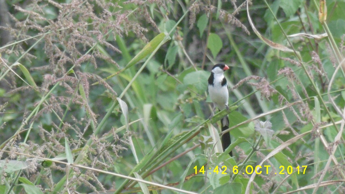 Pin-tailed Whydah - ML275477161