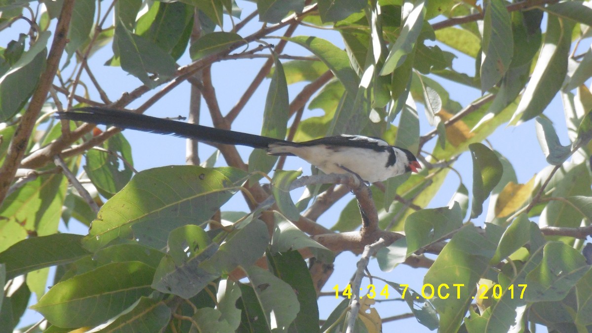 Pin-tailed Whydah - ML275477181