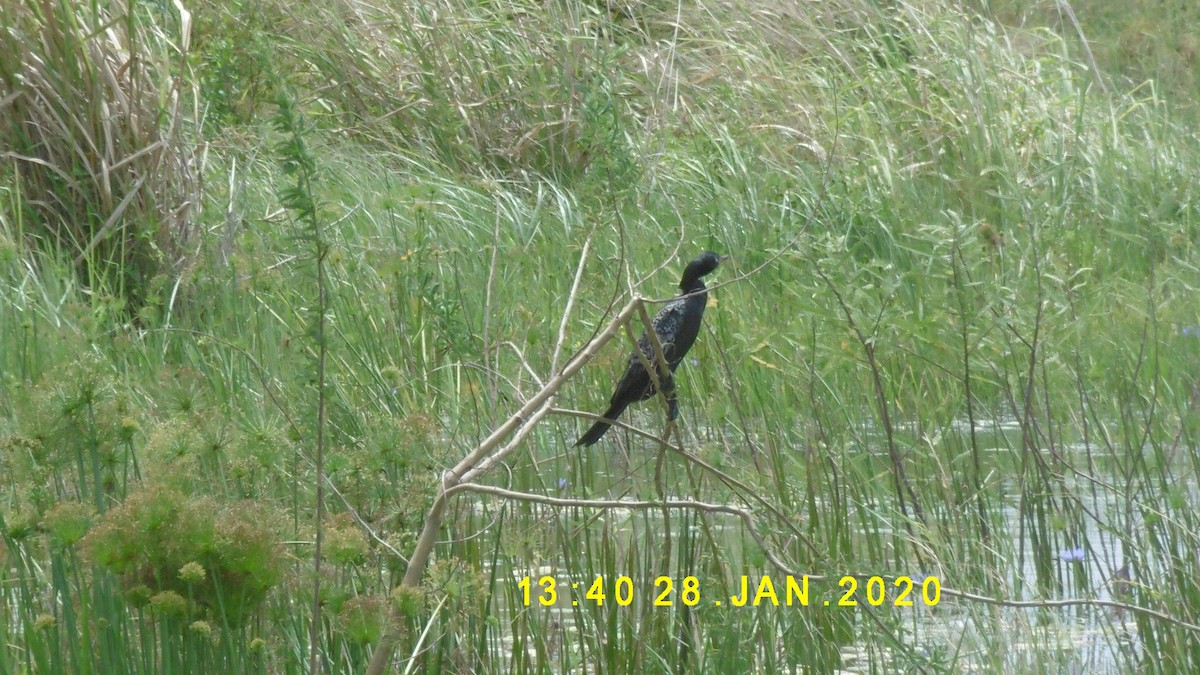 Long-tailed Cormorant - ML275477451