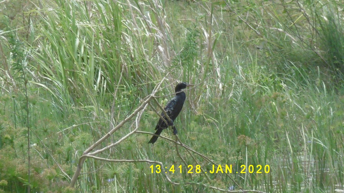 Long-tailed Cormorant - ML275477461