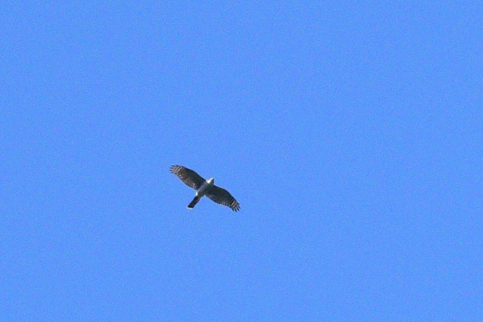 Eurasian Sparrowhawk - ML275482291