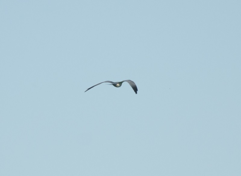 Swallow-tailed Kite - Sharon Lane