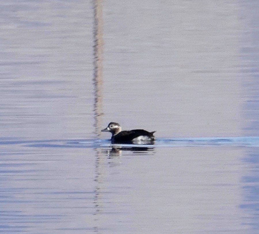 Long-tailed Duck - Dave Trochlell