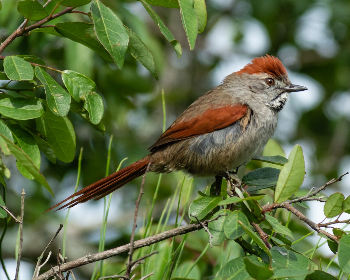 Sooty-fronted Spinetail - ML275487991
