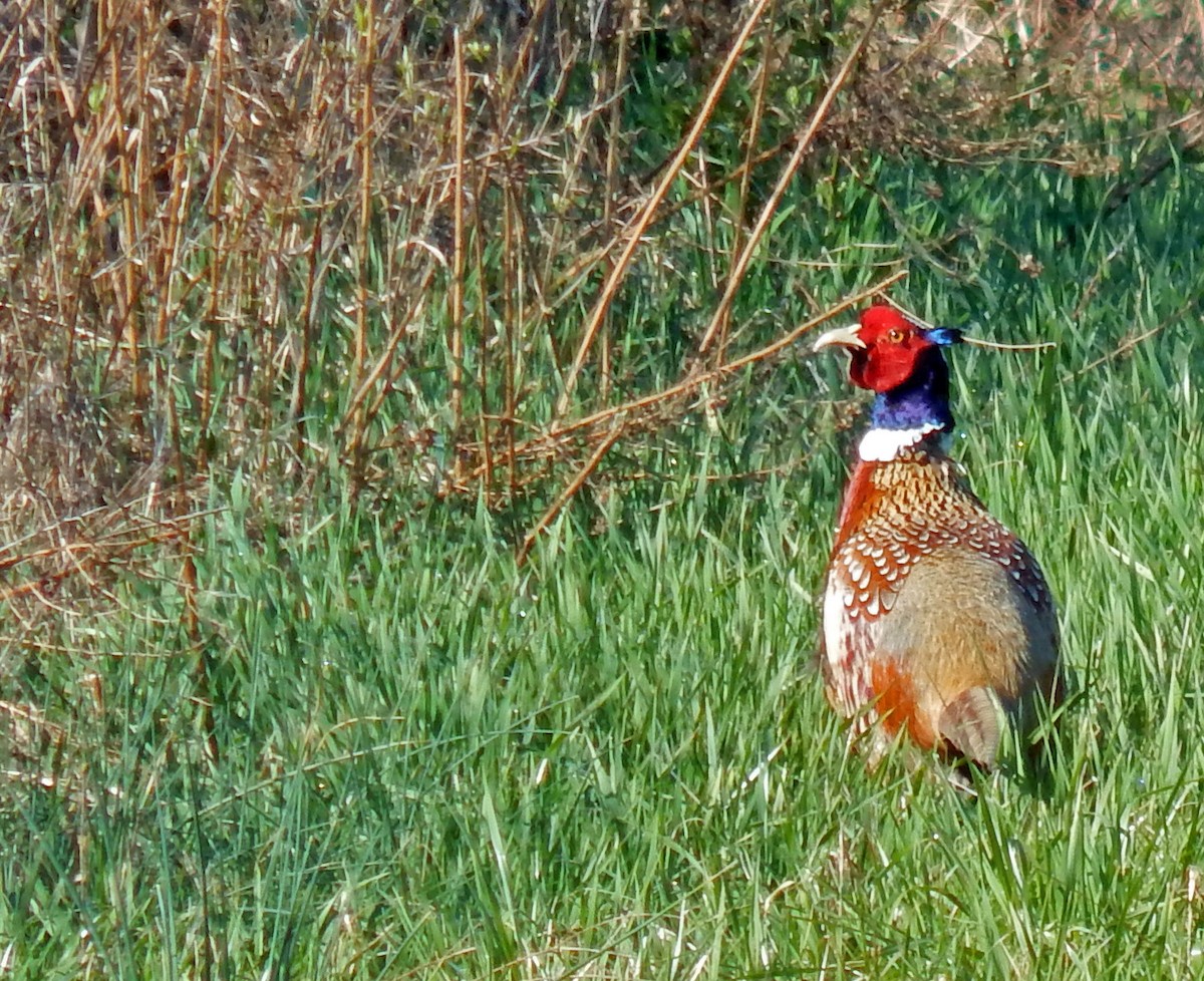 Ring-necked Pheasant - John Carter