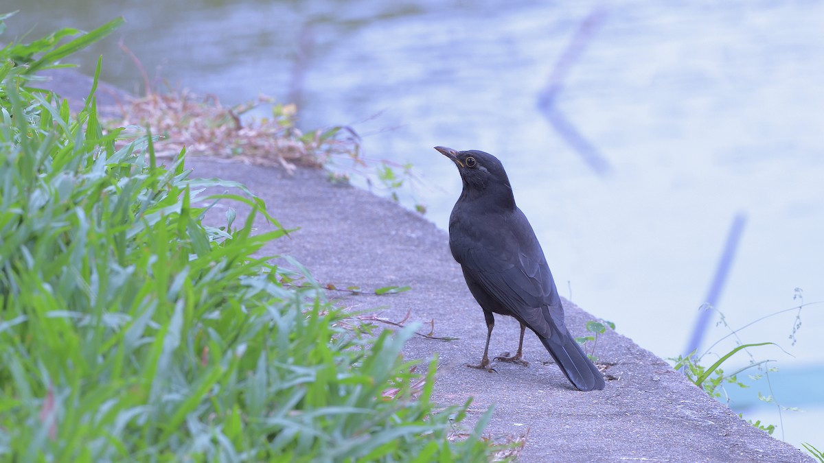 Chinese Blackbird - xiwen CHEN