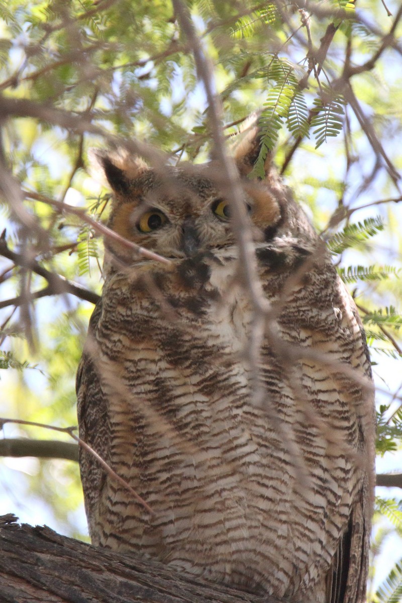 Great Horned Owl - ML275493831