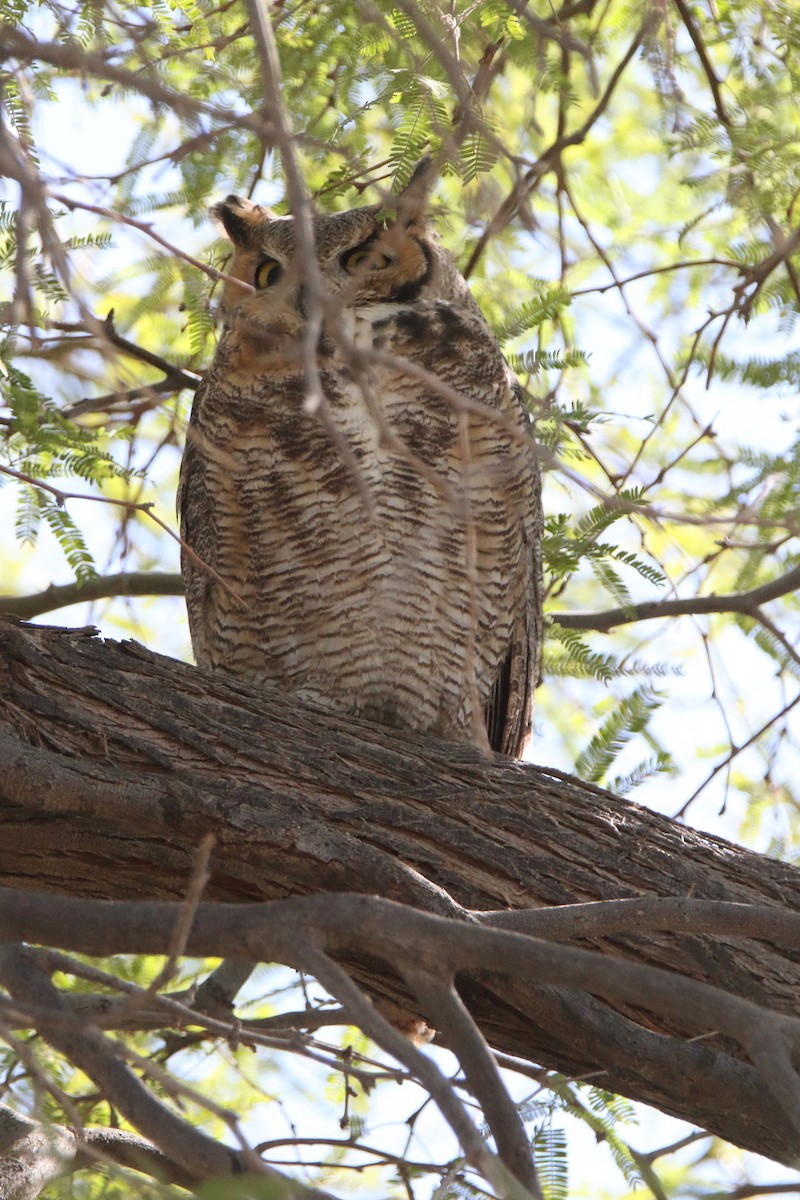 Great Horned Owl - Butch Carter