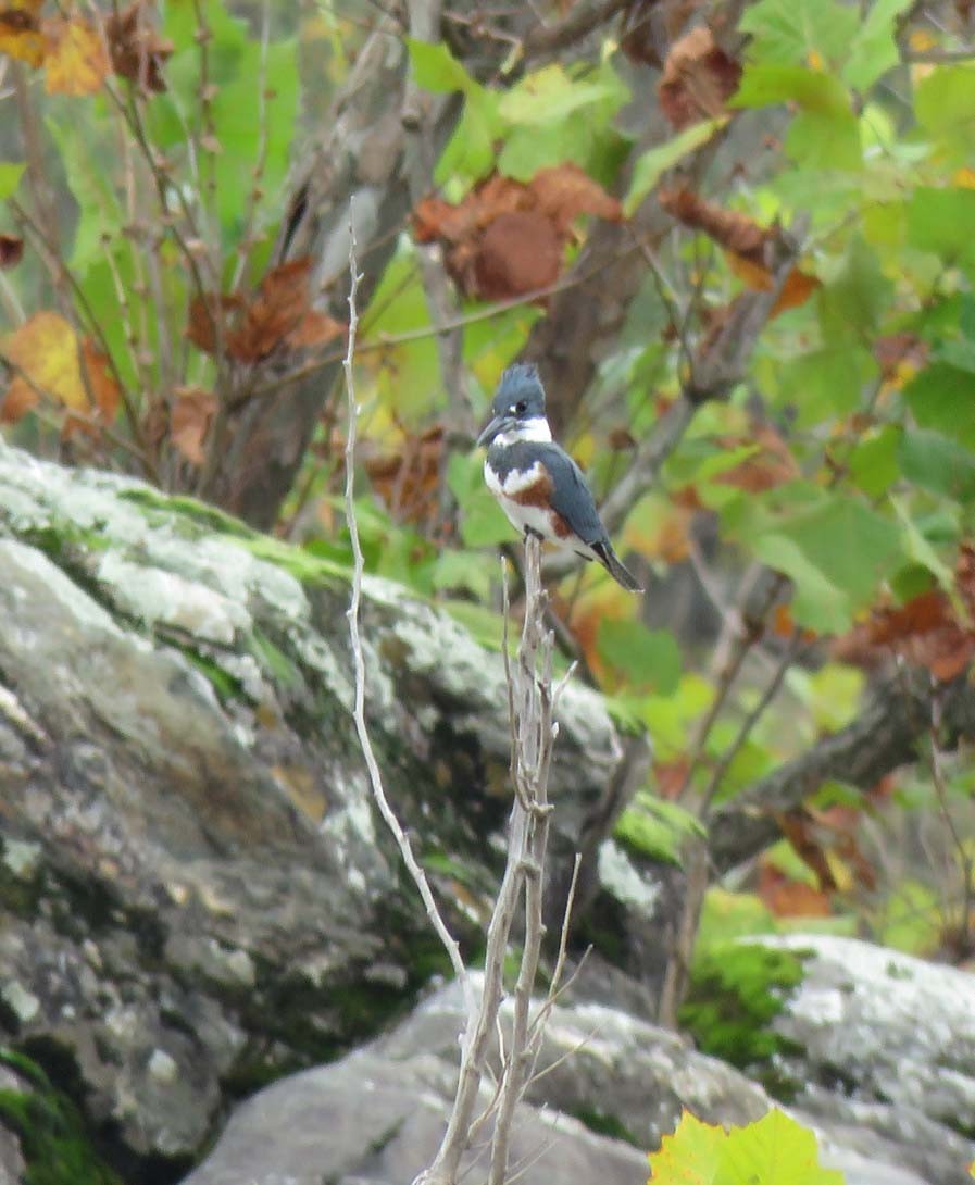 Belted Kingfisher - Janis Stone