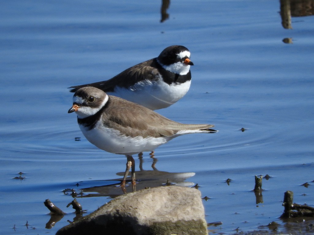 Semipalmated Plover - ML27549931