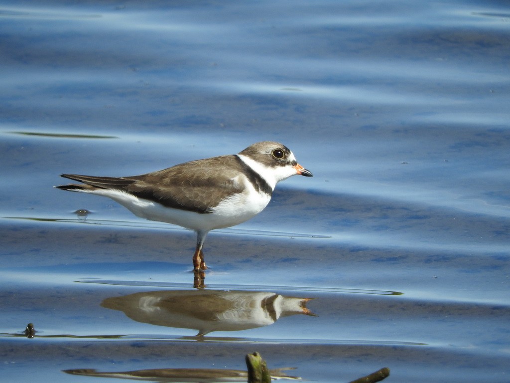 Semipalmated Plover - ML27549941