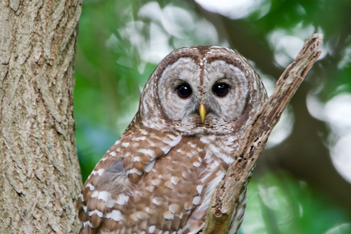 Barred Owl - ML275501141