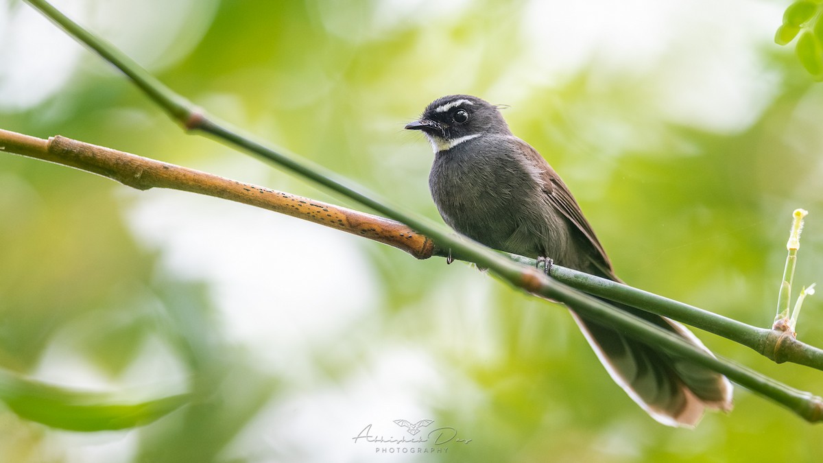 White-throated Fantail - ML275503581