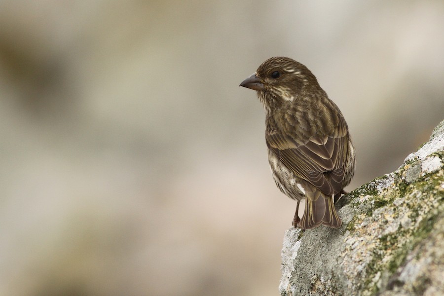Purple Finch