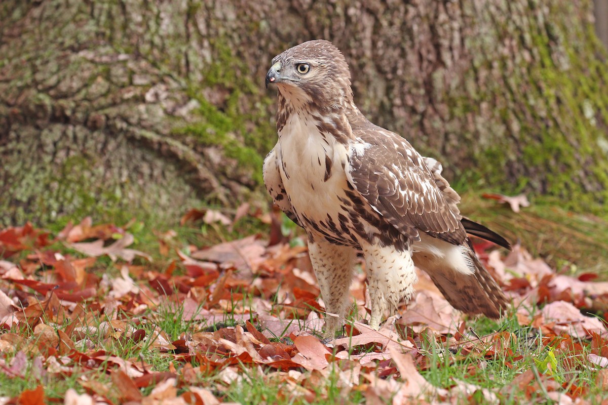Red-tailed Hawk - ML275510381