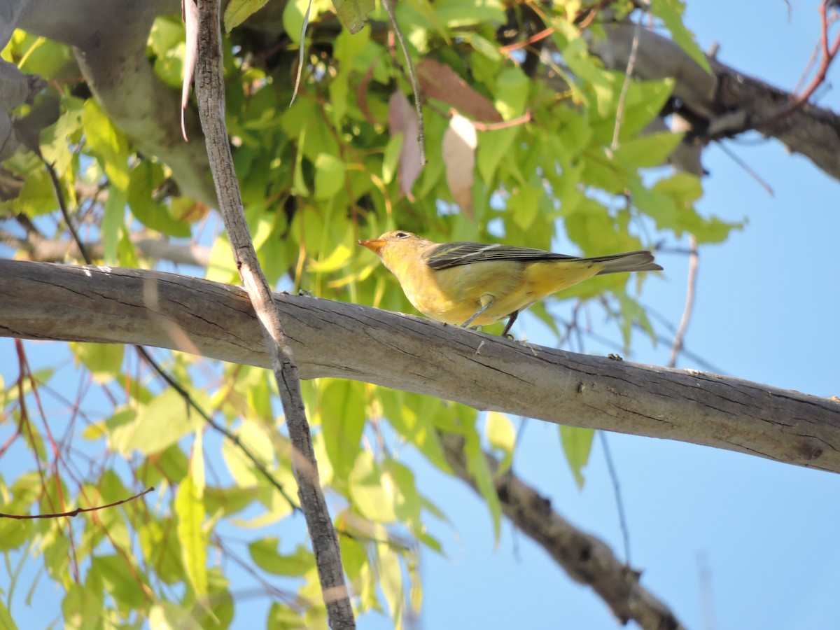 Western Tanager - ML275510591