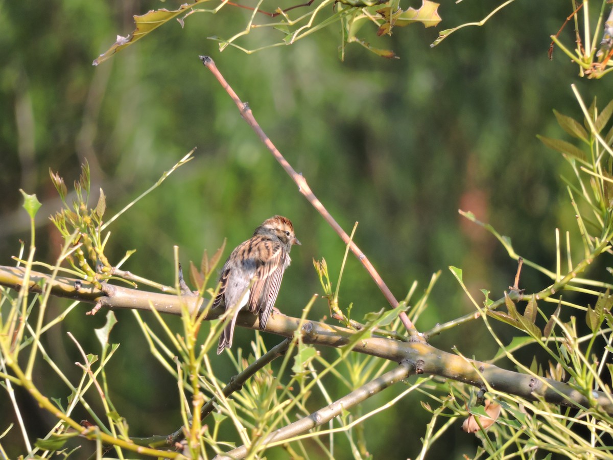 Chipping Sparrow - ML275510911