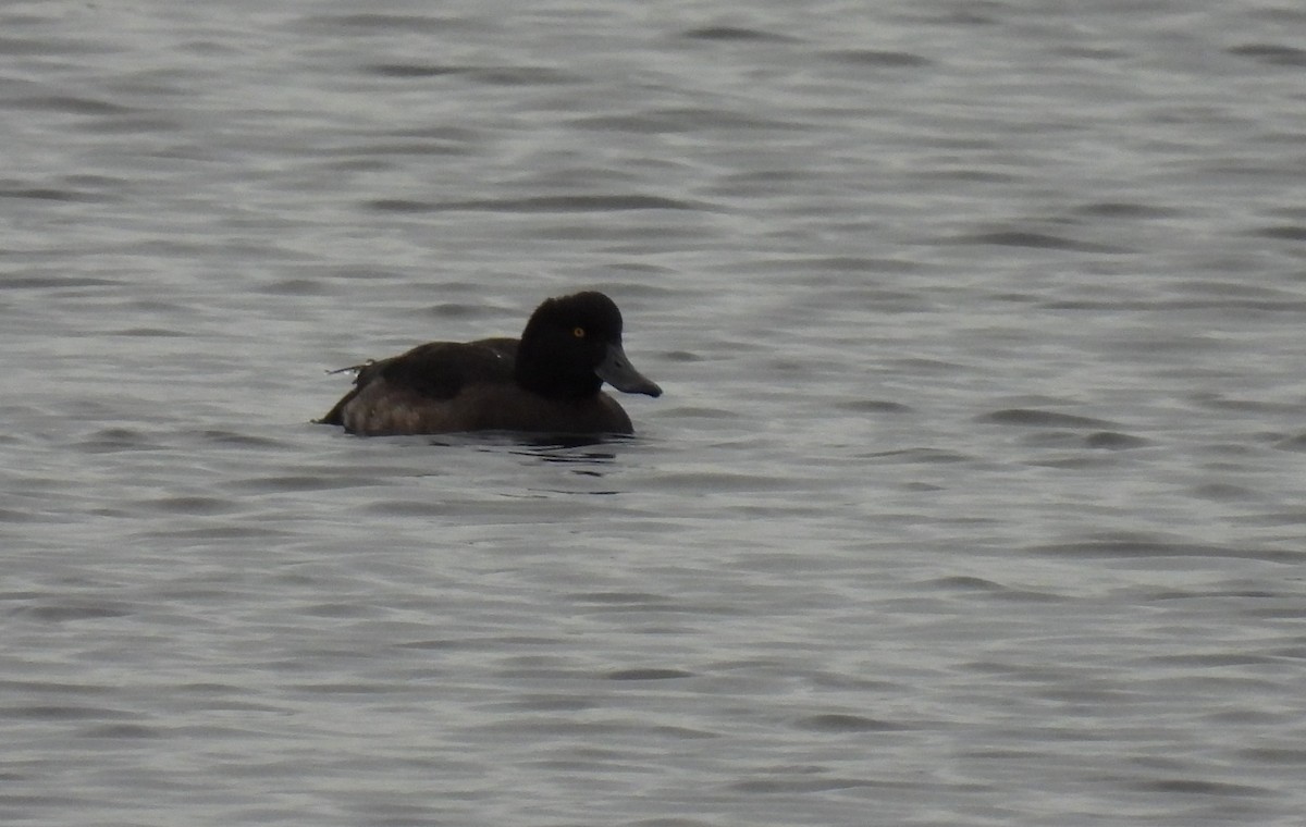 Tufted Duck - ML275511841