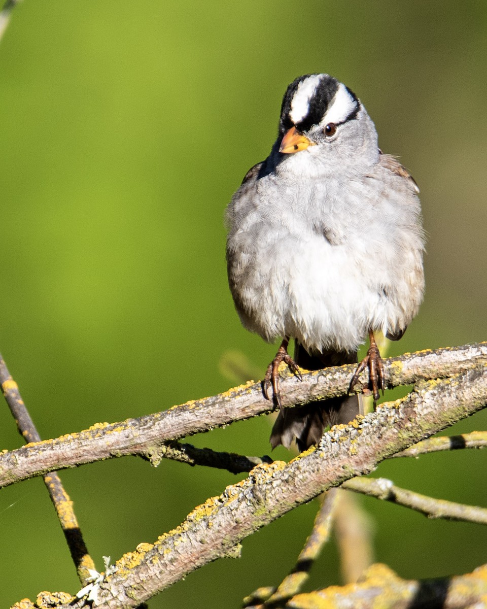 White-crowned Sparrow - ML275515411
