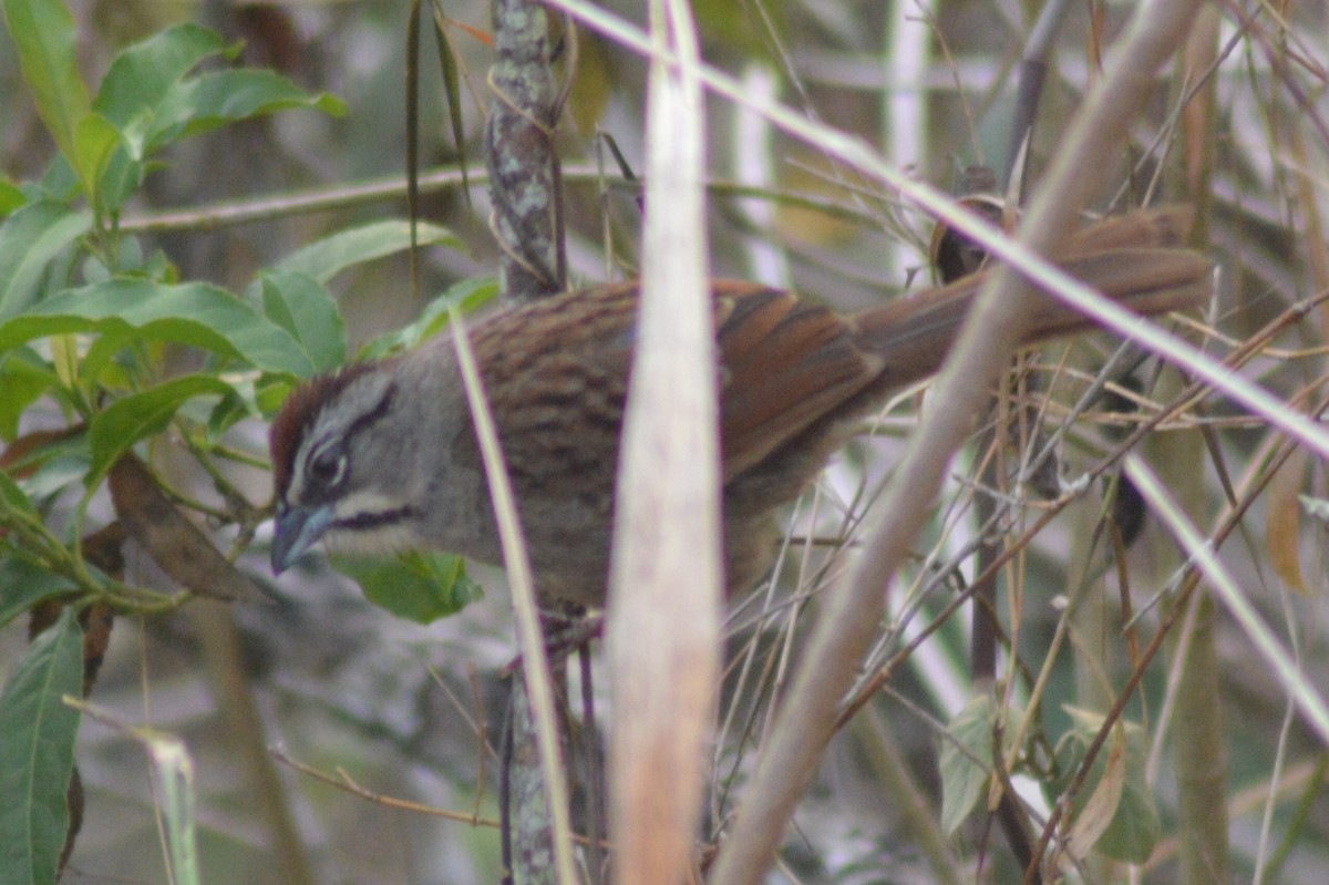Rusty Sparrow - Carlos Mancera (Tuxtla Birding Club)