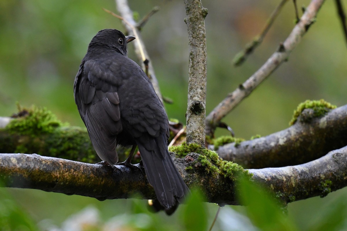 Eurasian Blackbird - ML275518571