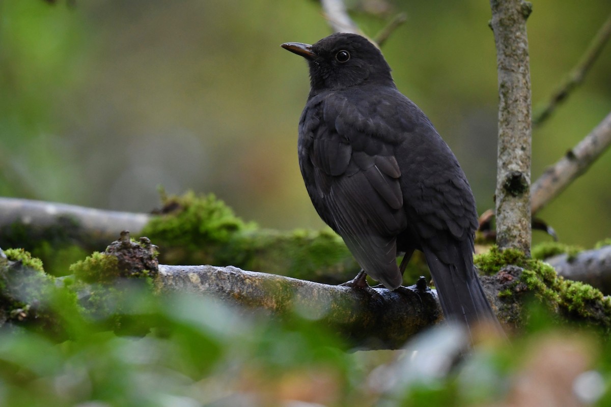 Eurasian Blackbird - ML275518581