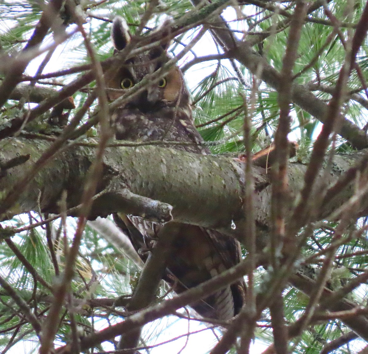 Long-eared Owl - ML275522431
