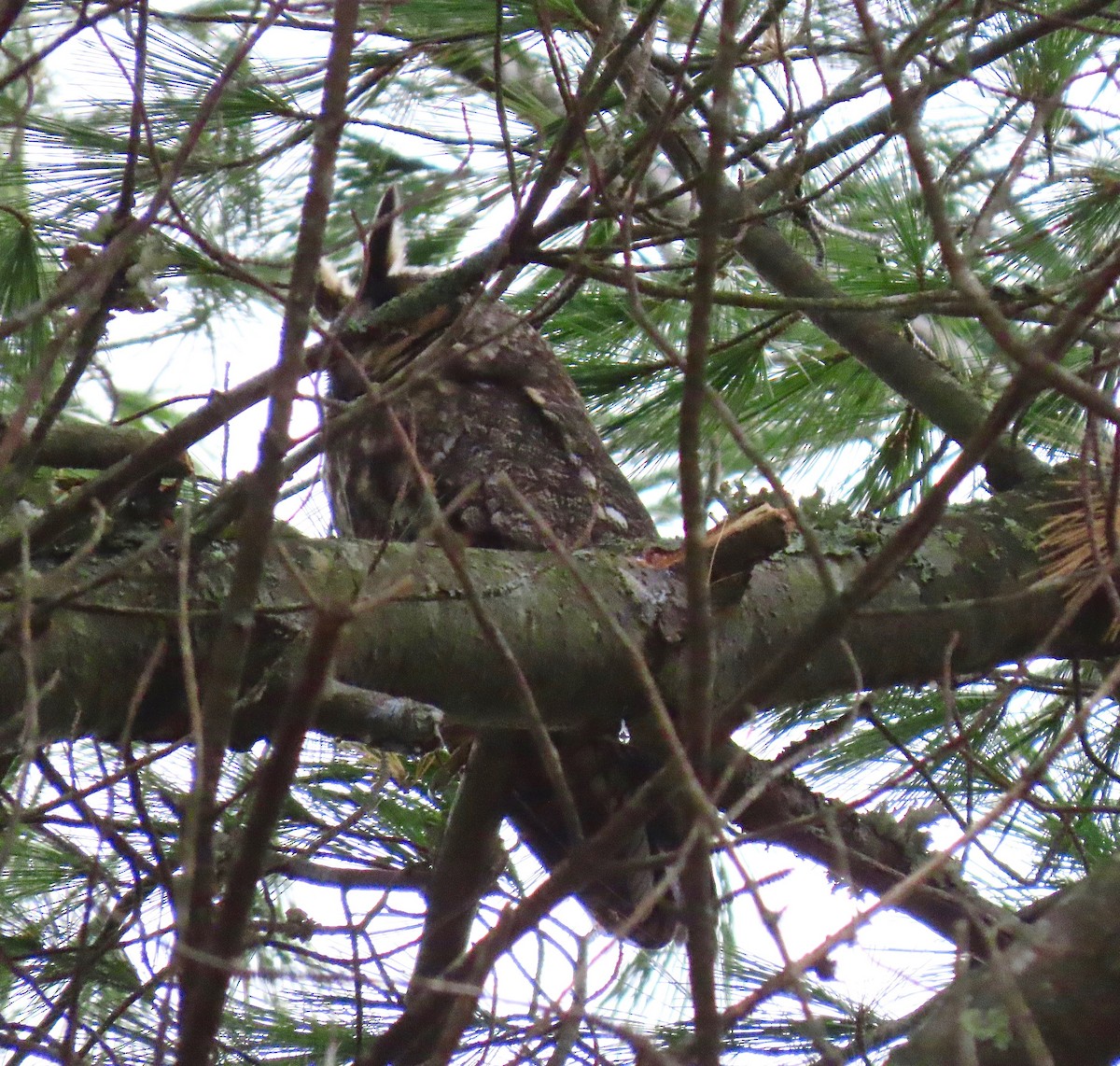 Long-eared Owl - ML275522501