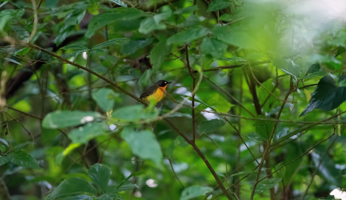 Yellow-breasted Forest Robin - ML275523471