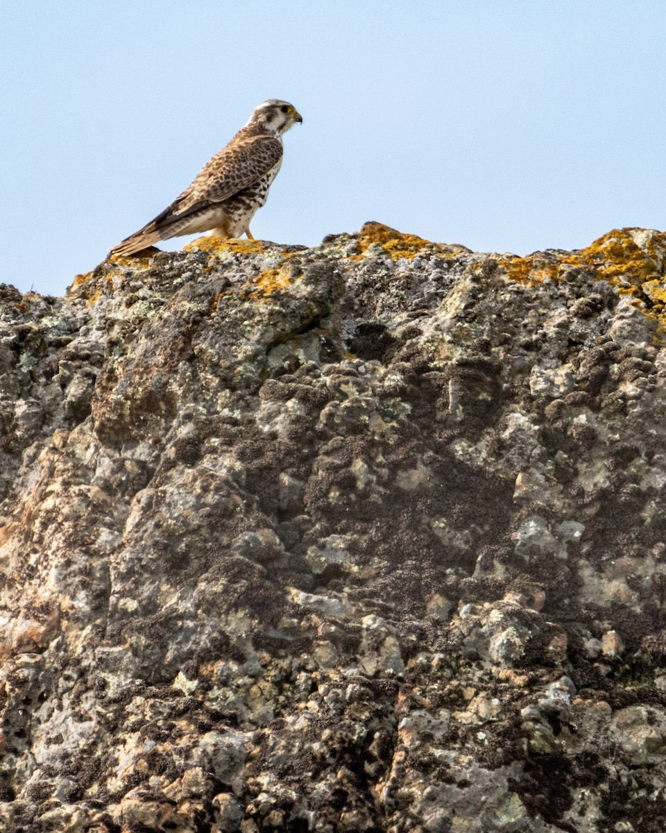 Prairie Falcon - Tim Ludwick