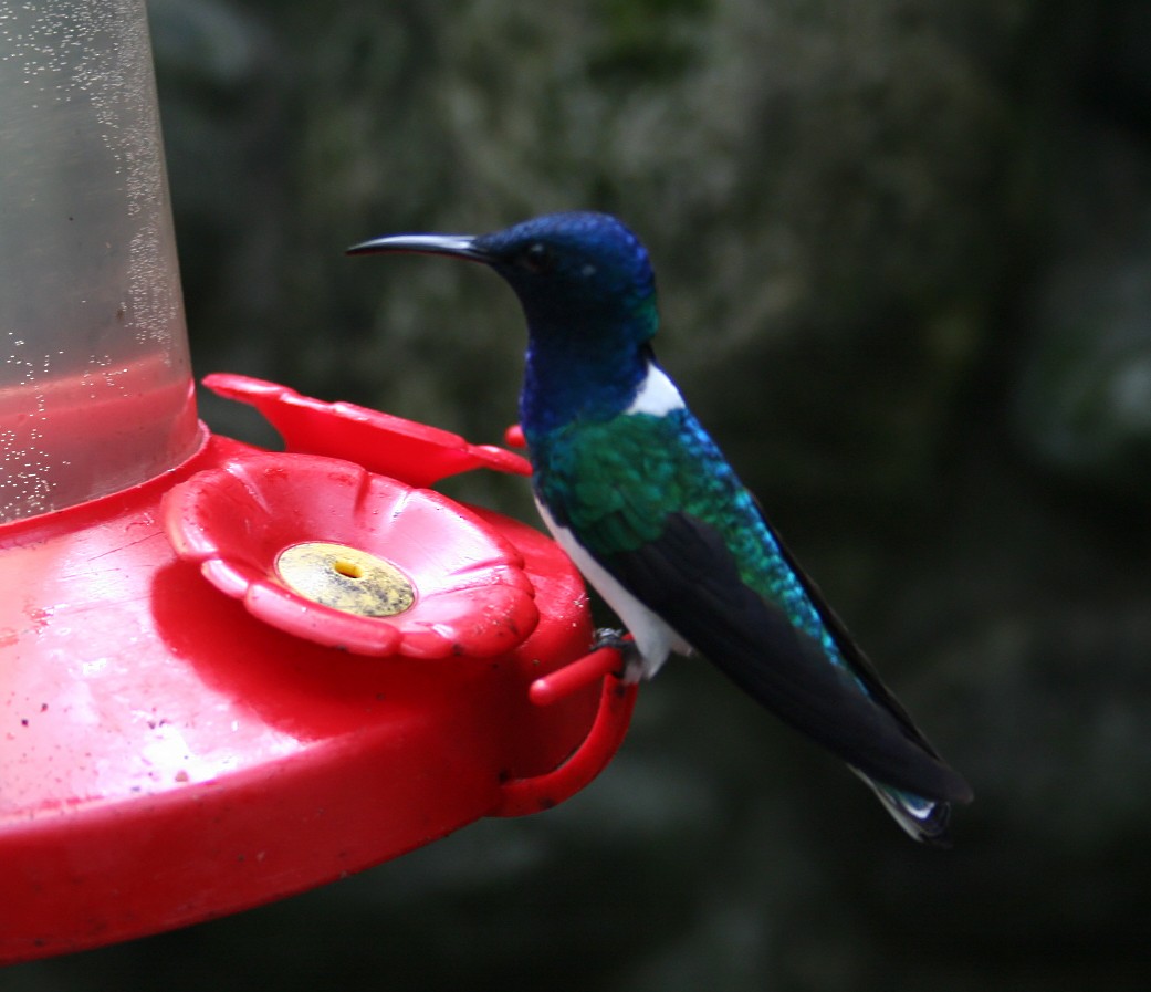 White-necked Jacobin - A Emmerson