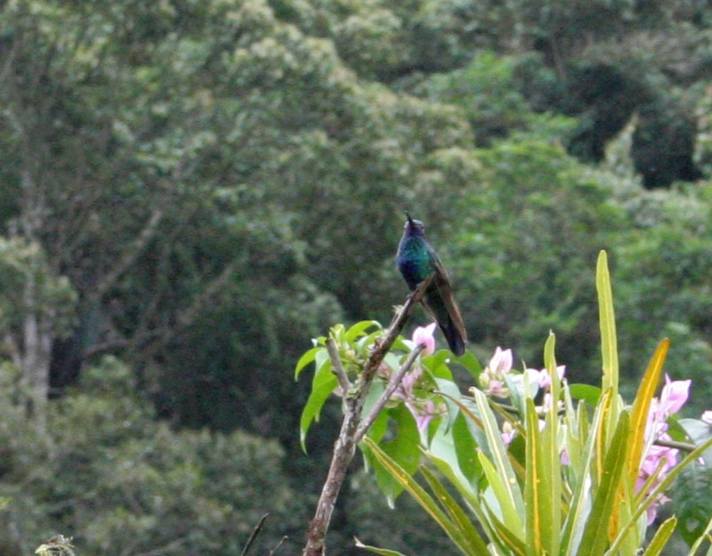 kolibřík modrolící - ML275530901