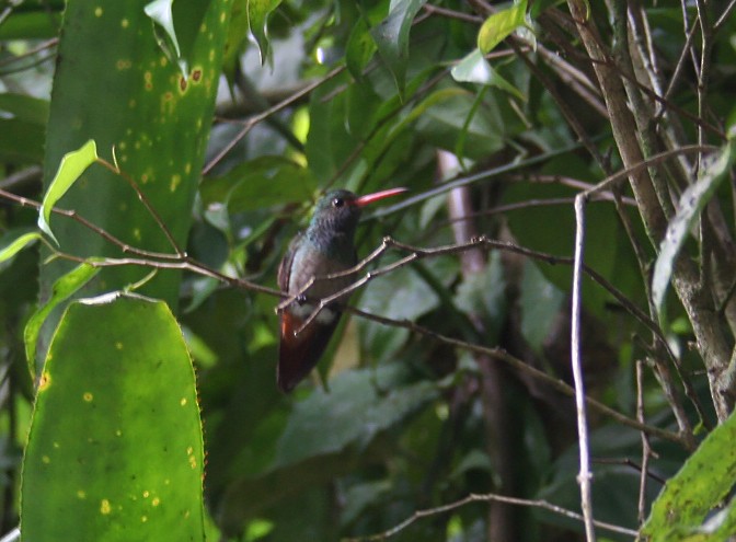 Rufous-tailed Hummingbird - ML275530971