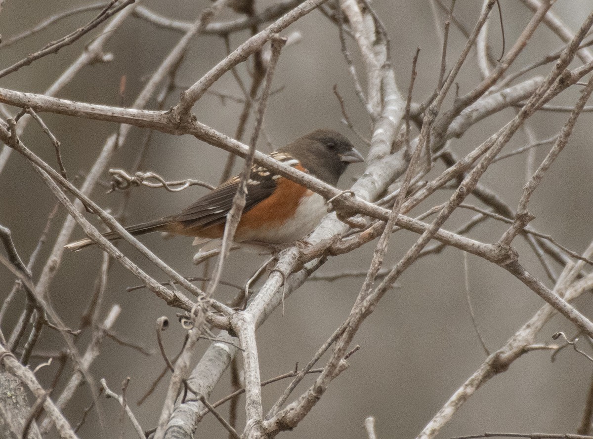 Spotted Towhee - ML275531091