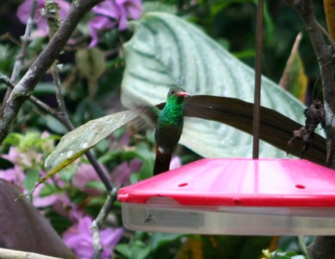 Rufous-tailed Hummingbird - ML275531101