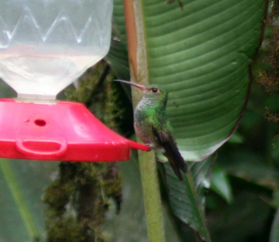 Rufous-tailed Hummingbird - ML275531111