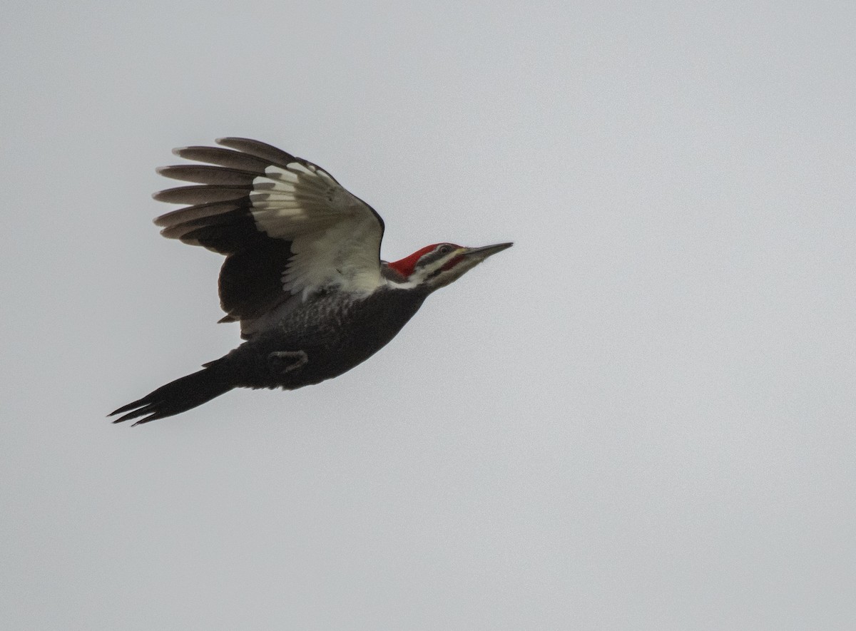 Pileated Woodpecker - ML275531361
