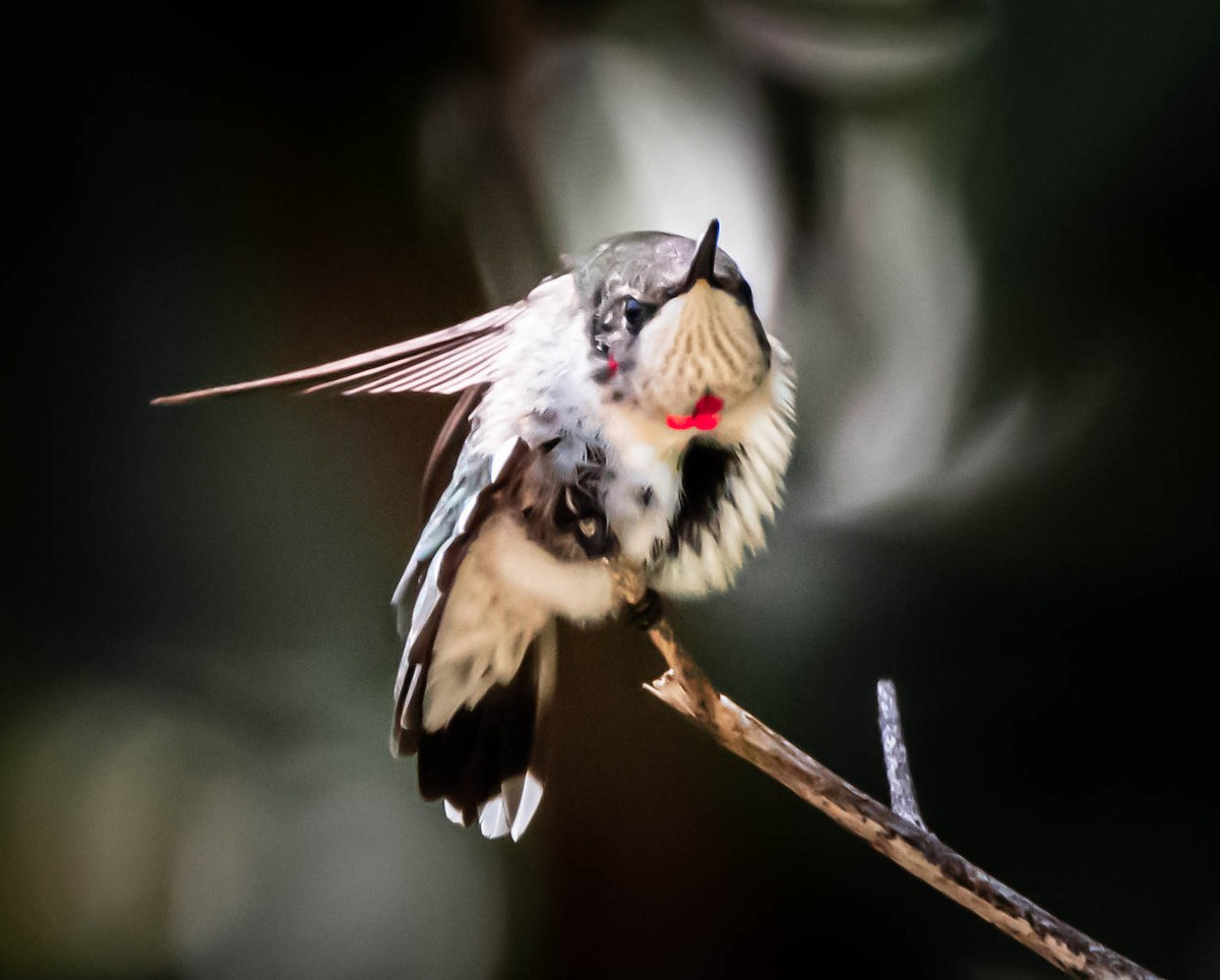 Ruby-throated Hummingbird - ML275531611